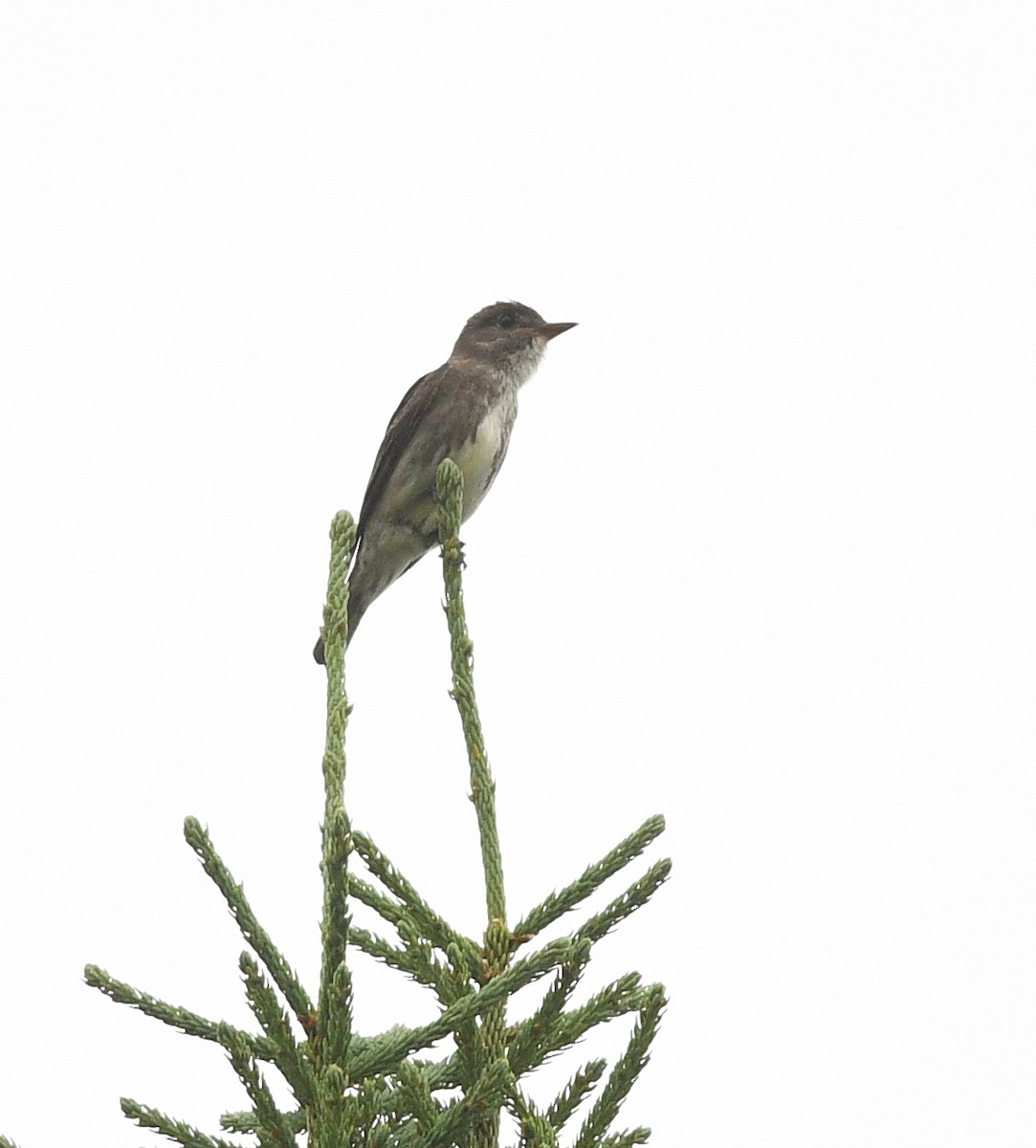 Olive-sided Flycatcher - ML640201752