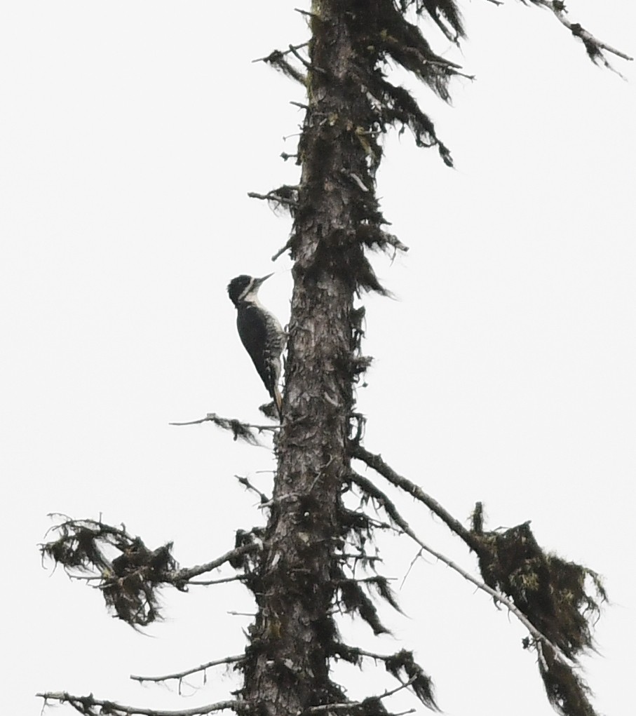 Black-backed Woodpecker - ML640201753