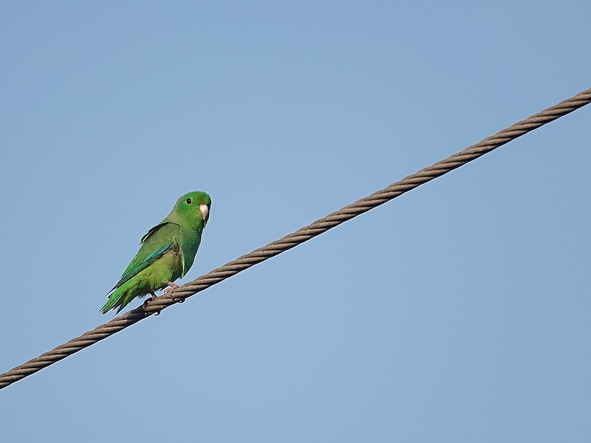 Turquoise-winged Parrotlet - ML640201764