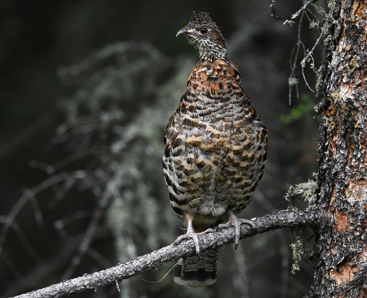 Ruffed Grouse - ML640201790