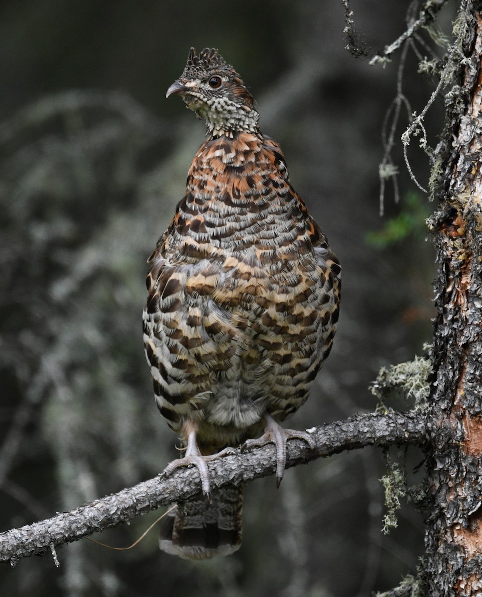 Ruffed Grouse - ML640201791