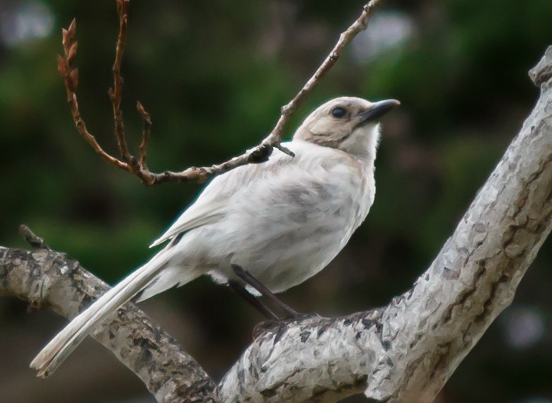 California Scrub-Jay - ML64020181