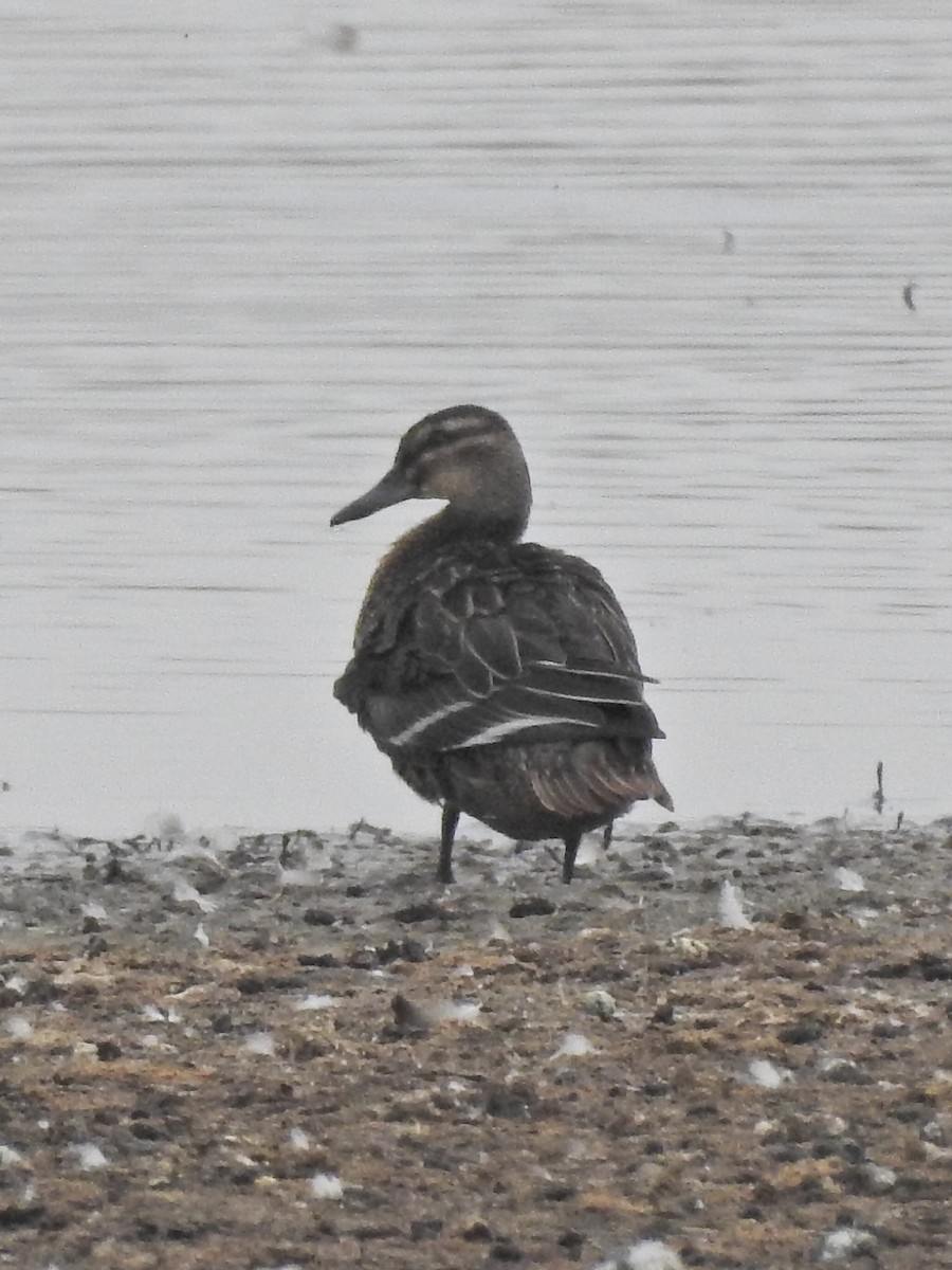 Marzaiola - ML640201823