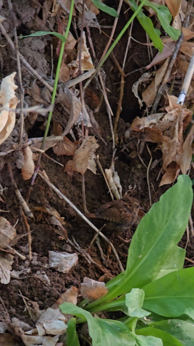barsmett - ML640201928