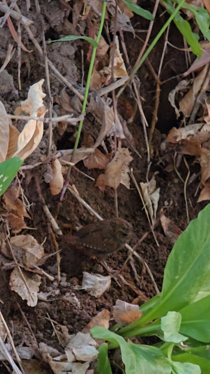barsmett - ML640201932