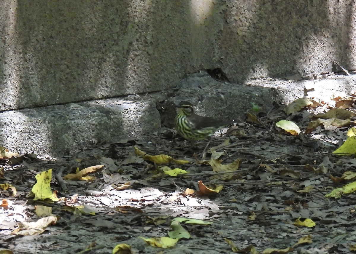 Northern Waterthrush - ML640201942