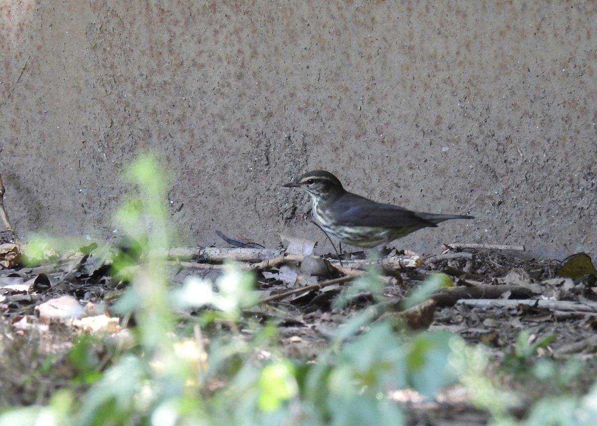 Northern Waterthrush - ML640201943