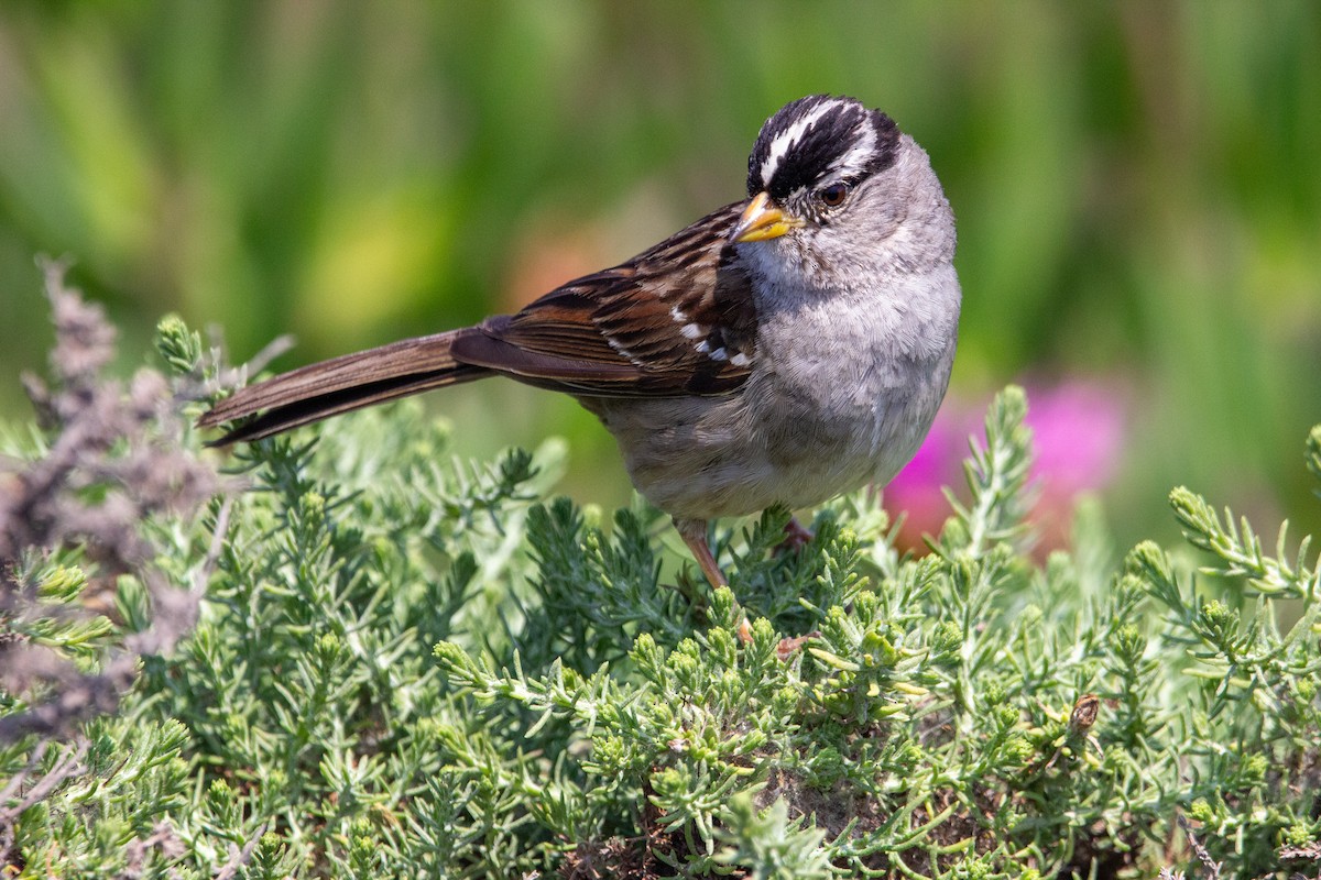 White-crowned Sparrow - ML640201959