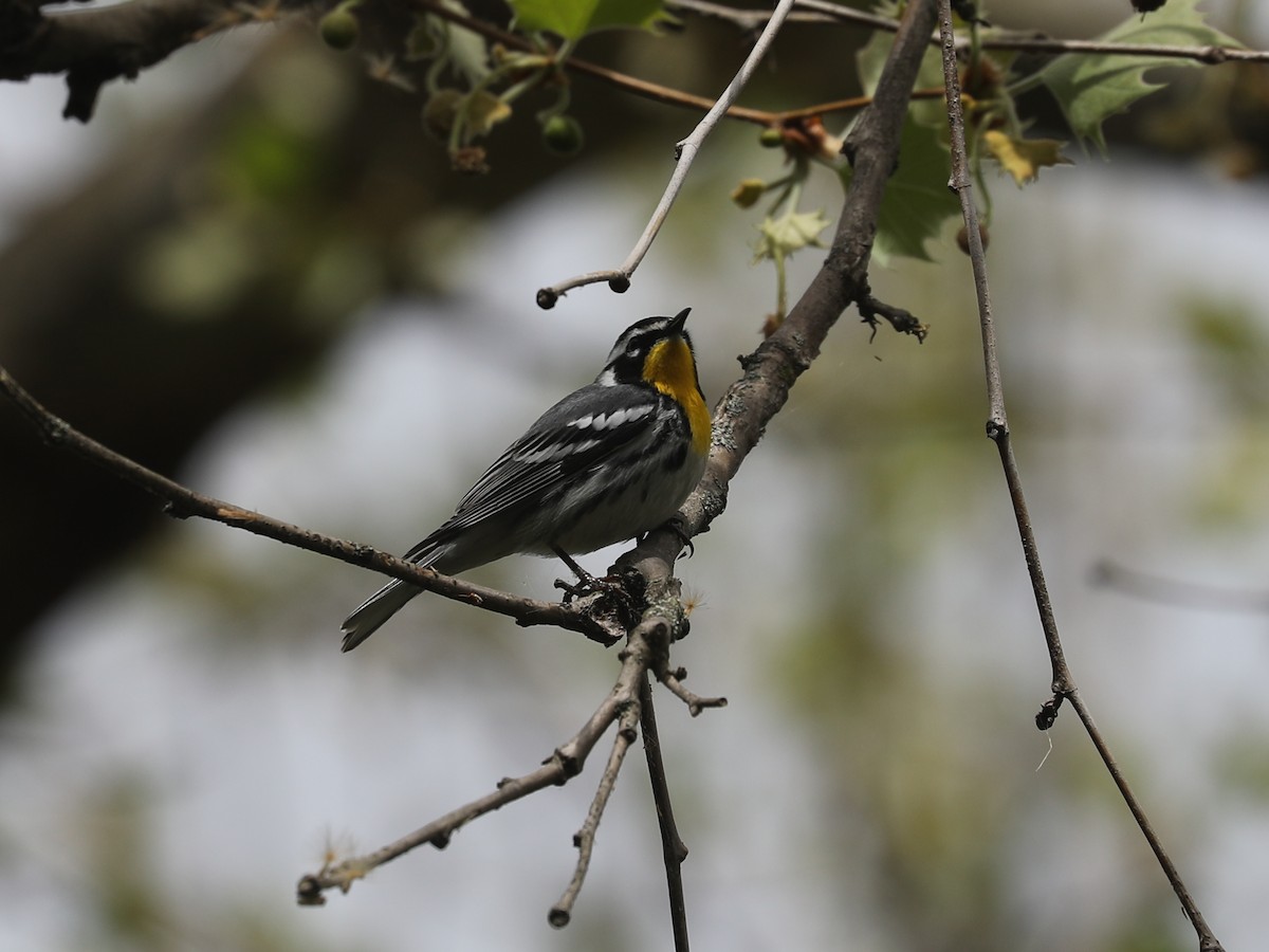 キノドアメリカムシクイ - ML640201980