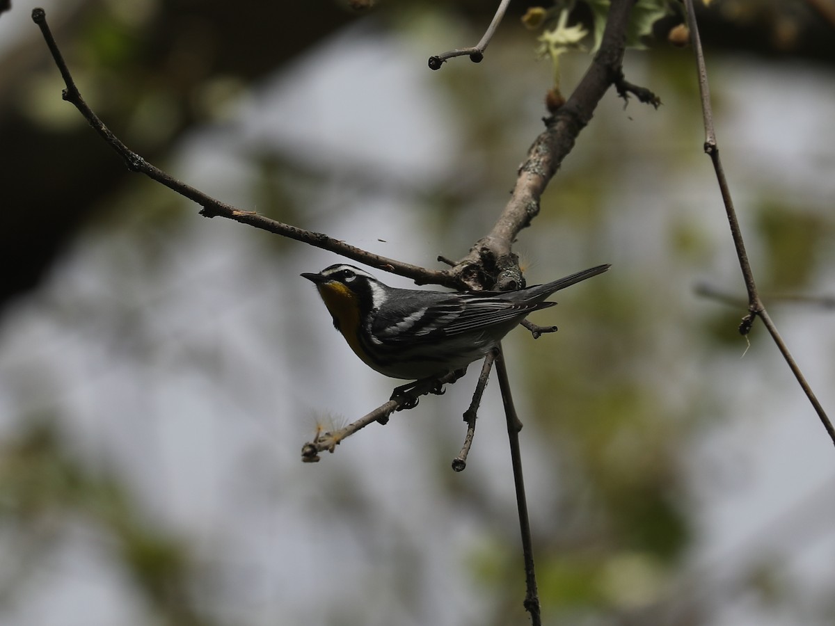 キノドアメリカムシクイ - ML640201981