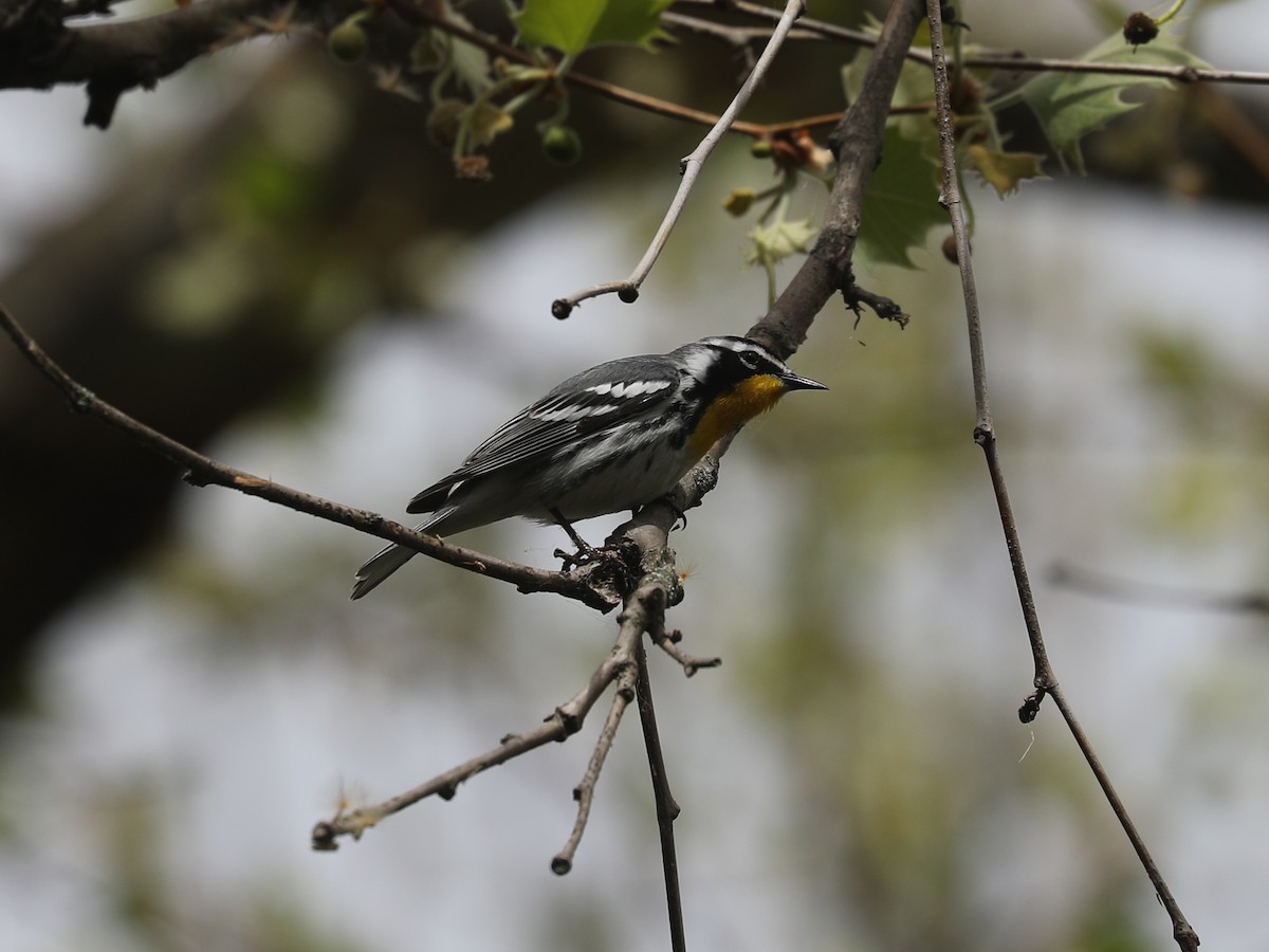 キノドアメリカムシクイ - ML640201982