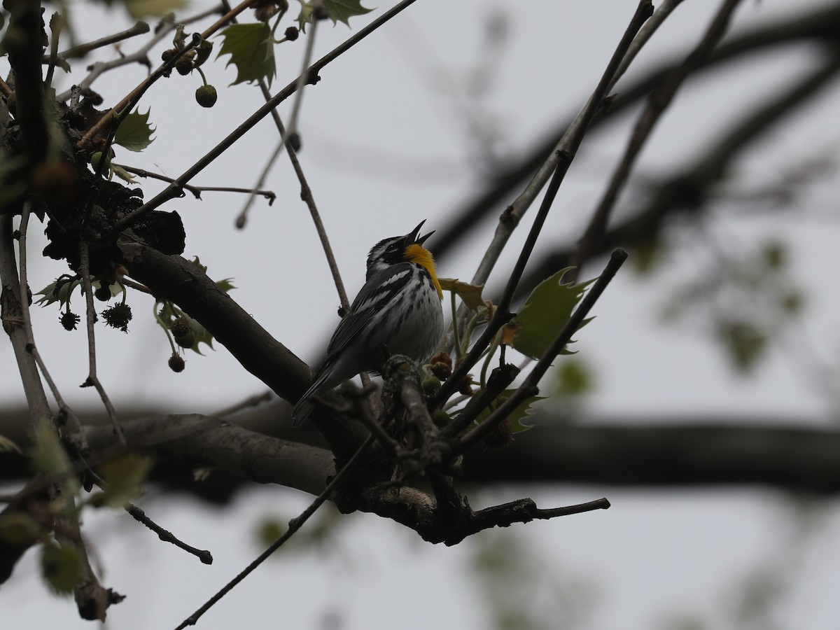 キノドアメリカムシクイ - ML640201983