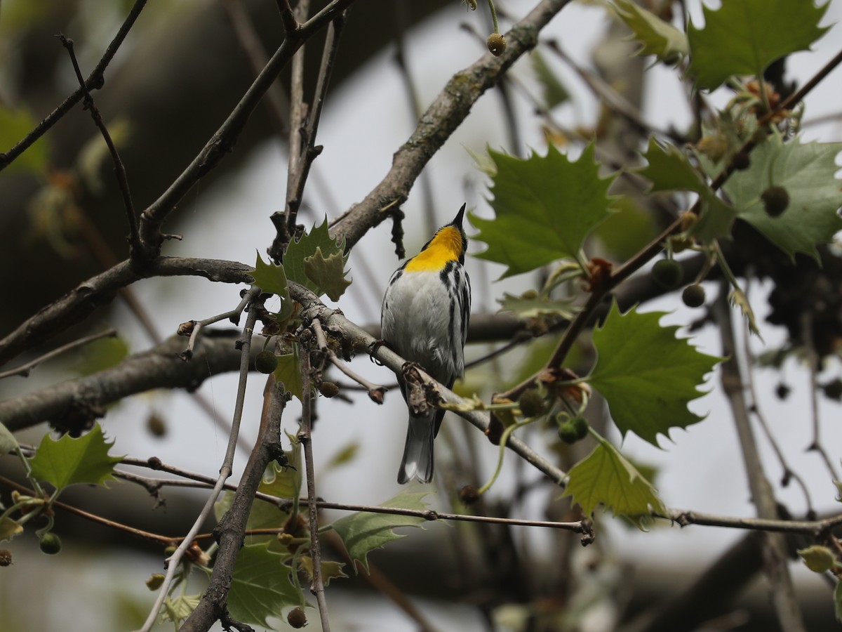 キノドアメリカムシクイ - ML640201984