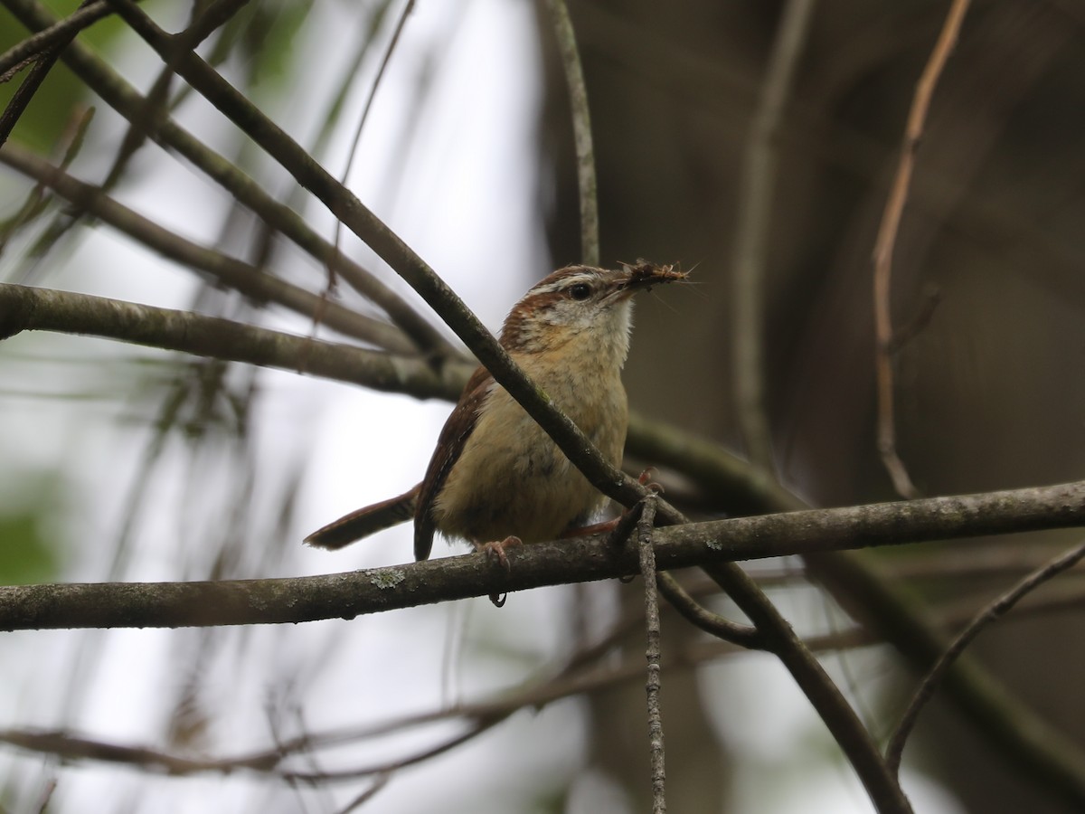 チャバラマユミソサザイ - ML640201995