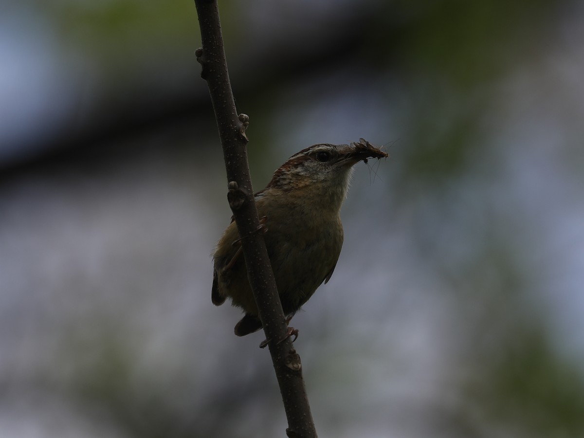 チャバラマユミソサザイ - ML640201996