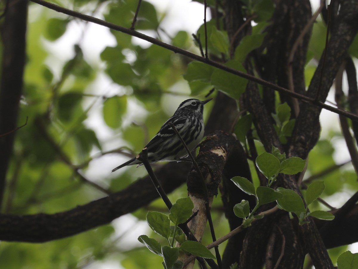 シロクロアメリカムシクイ - ML640201999