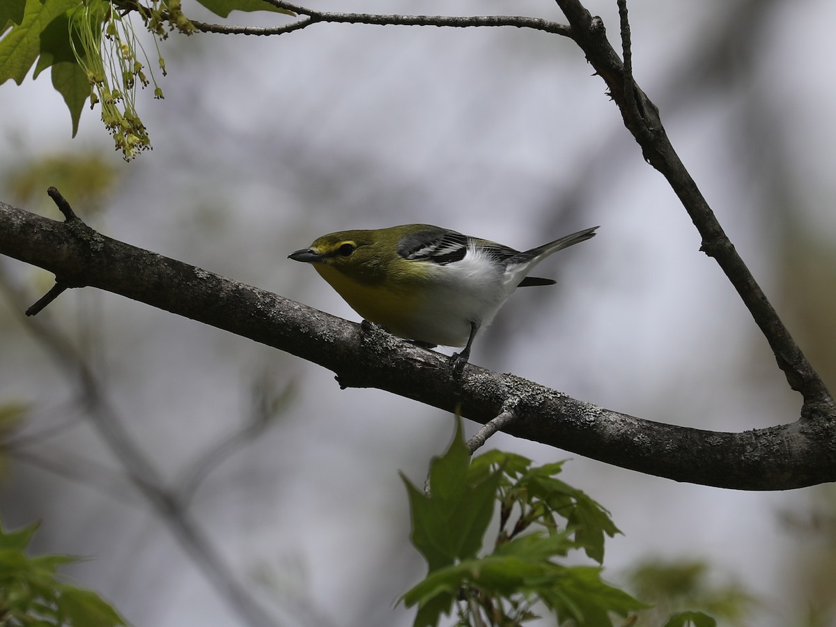 Yellow-throated Vireo - ML640202032