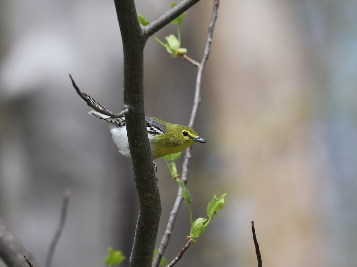 Yellow-throated Vireo - ML640202033