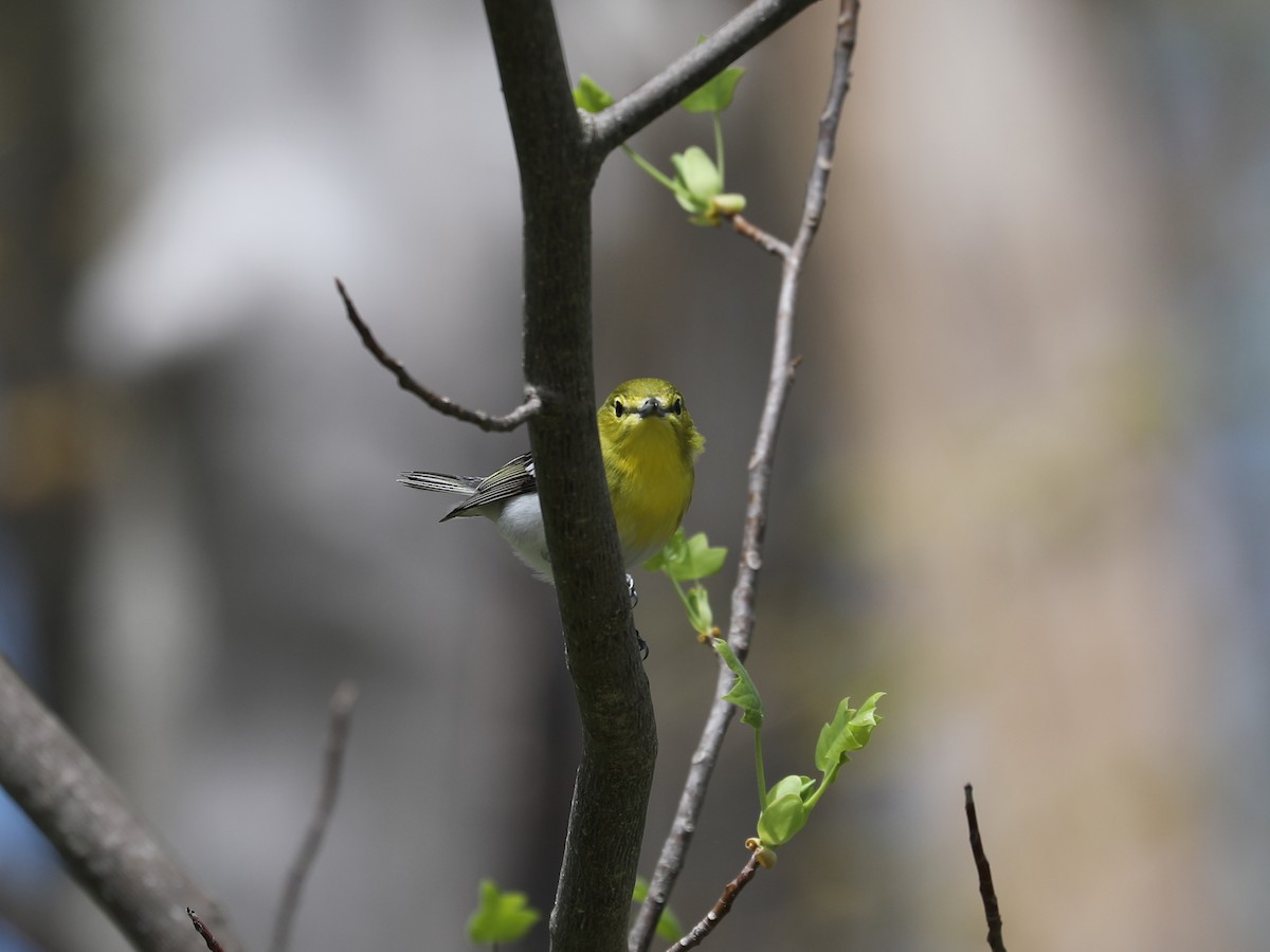 Yellow-throated Vireo - ML640202034