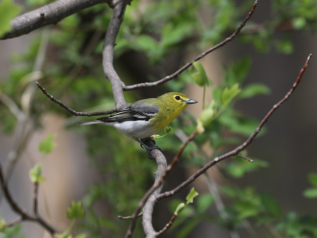 Yellow-throated Vireo - ML640202035