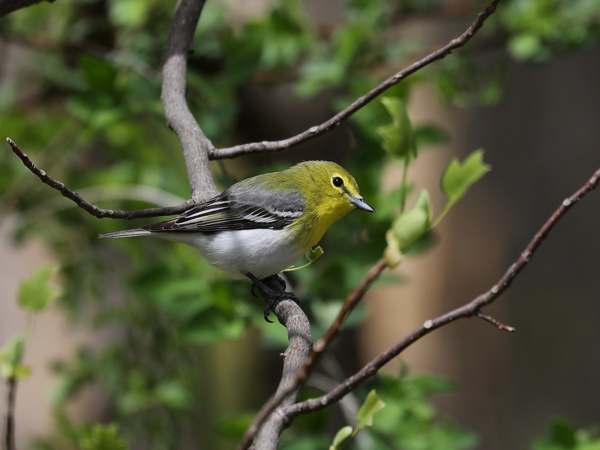 Yellow-throated Vireo - ML640202036