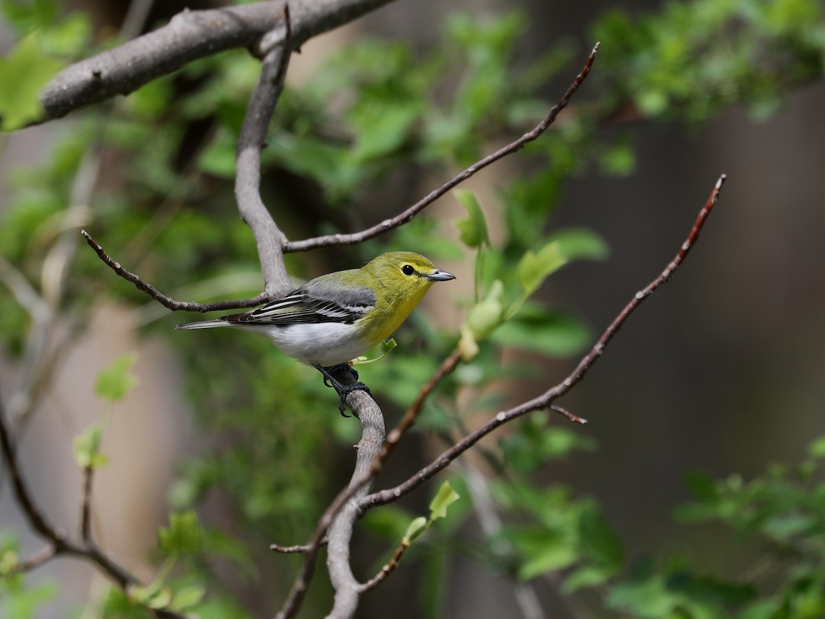 Yellow-throated Vireo - ML640202037