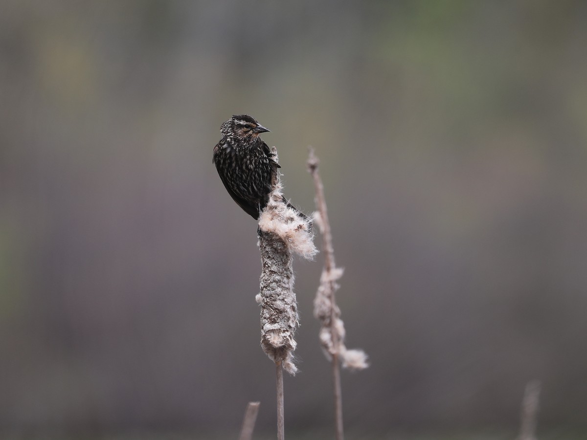 Red-winged Blackbird - ML640202047
