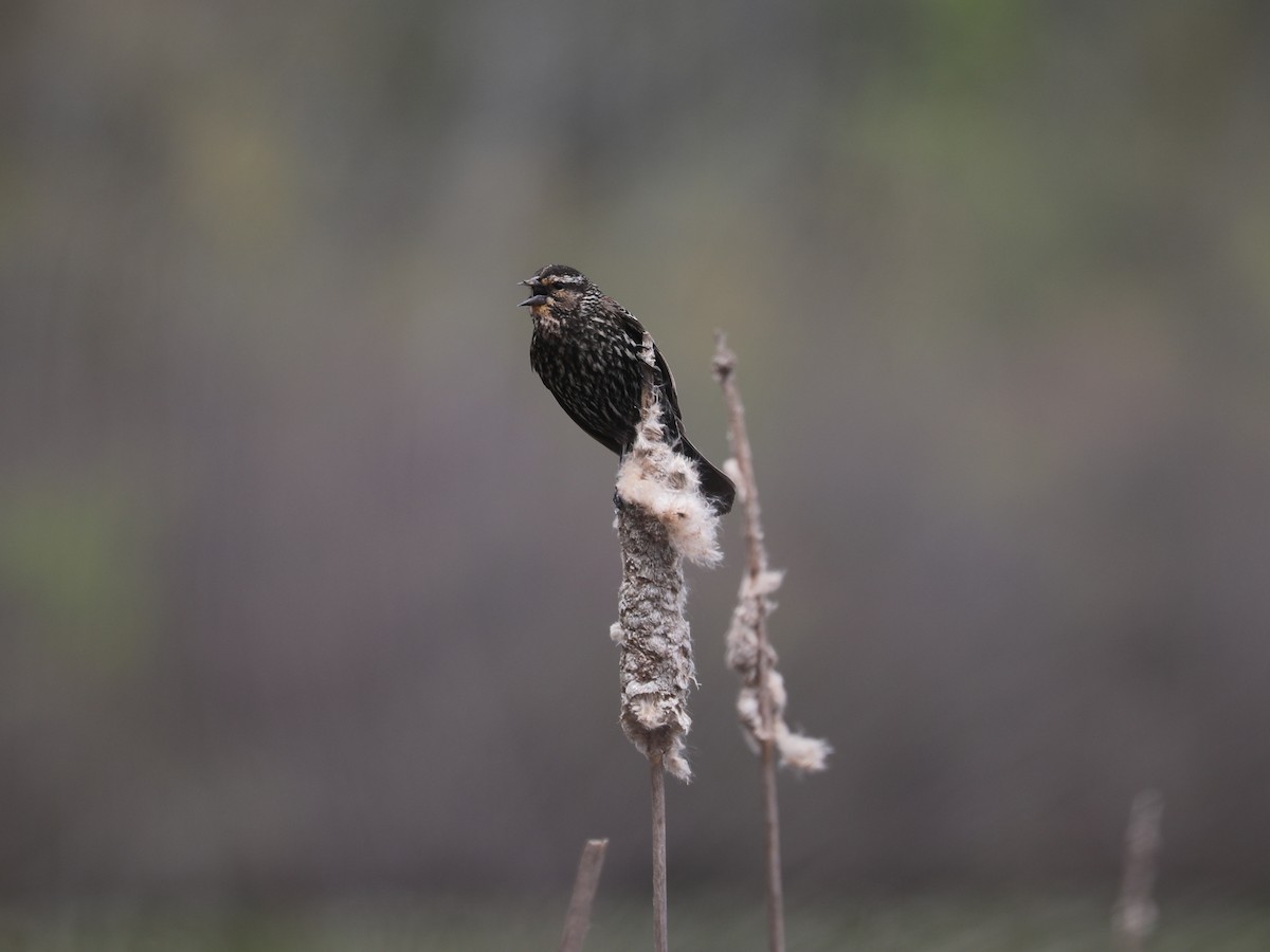 Red-winged Blackbird - ML640202048