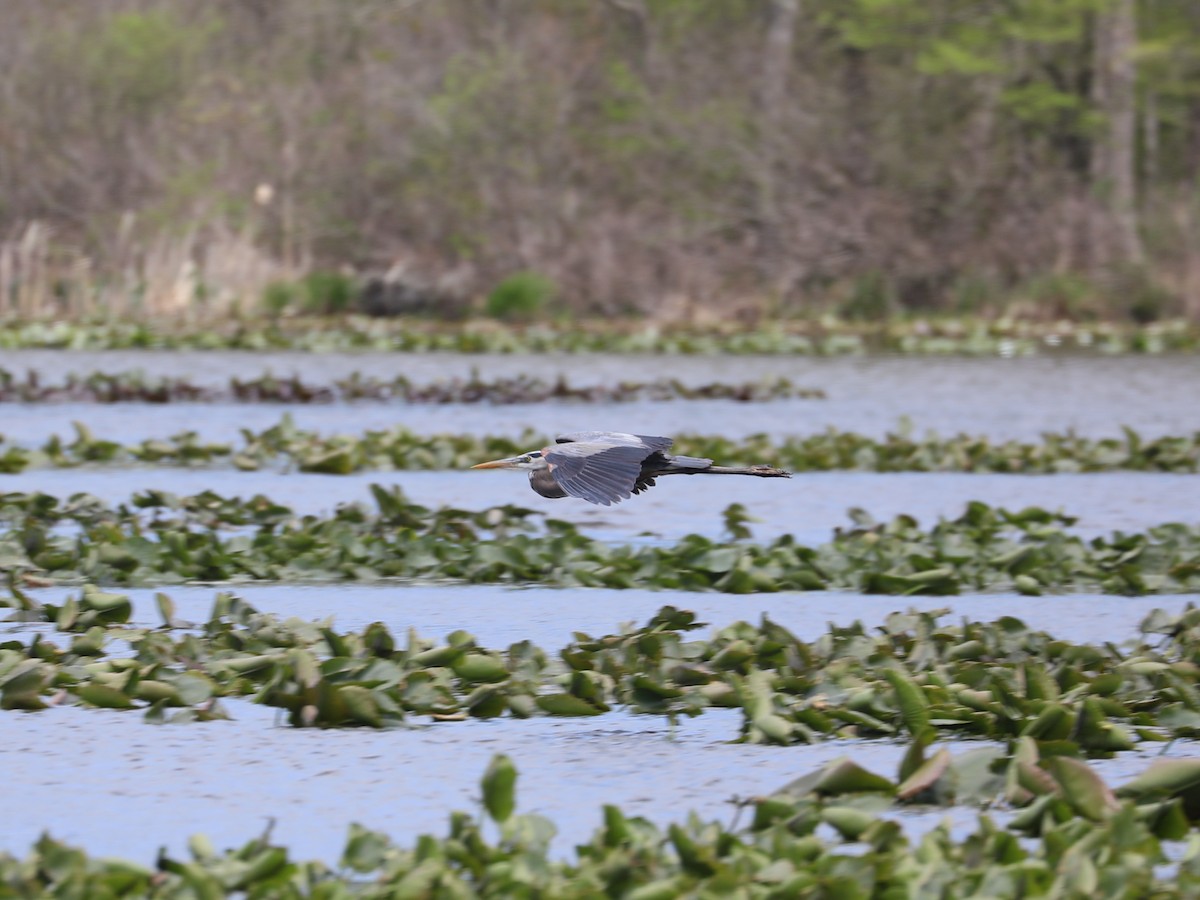 Great Blue Heron - ML640202053