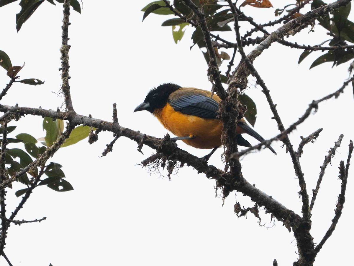 svarthaketanagar - ML640202065