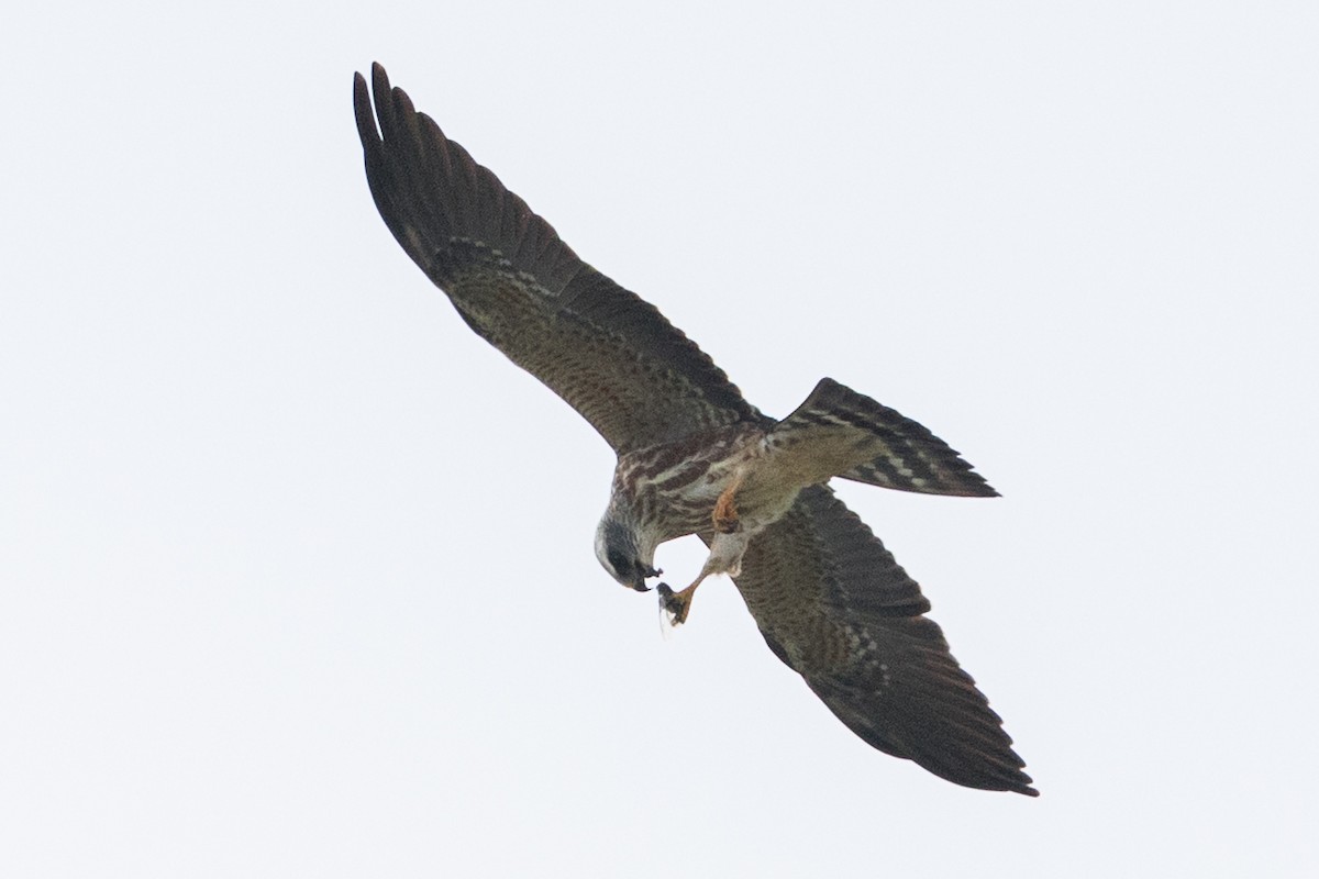 Mississippi Kite - ML640202078