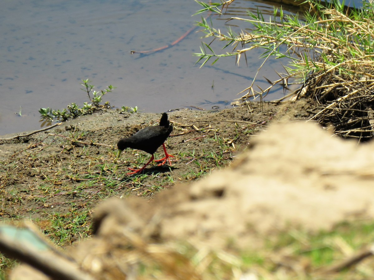Black Crake - ML640202112