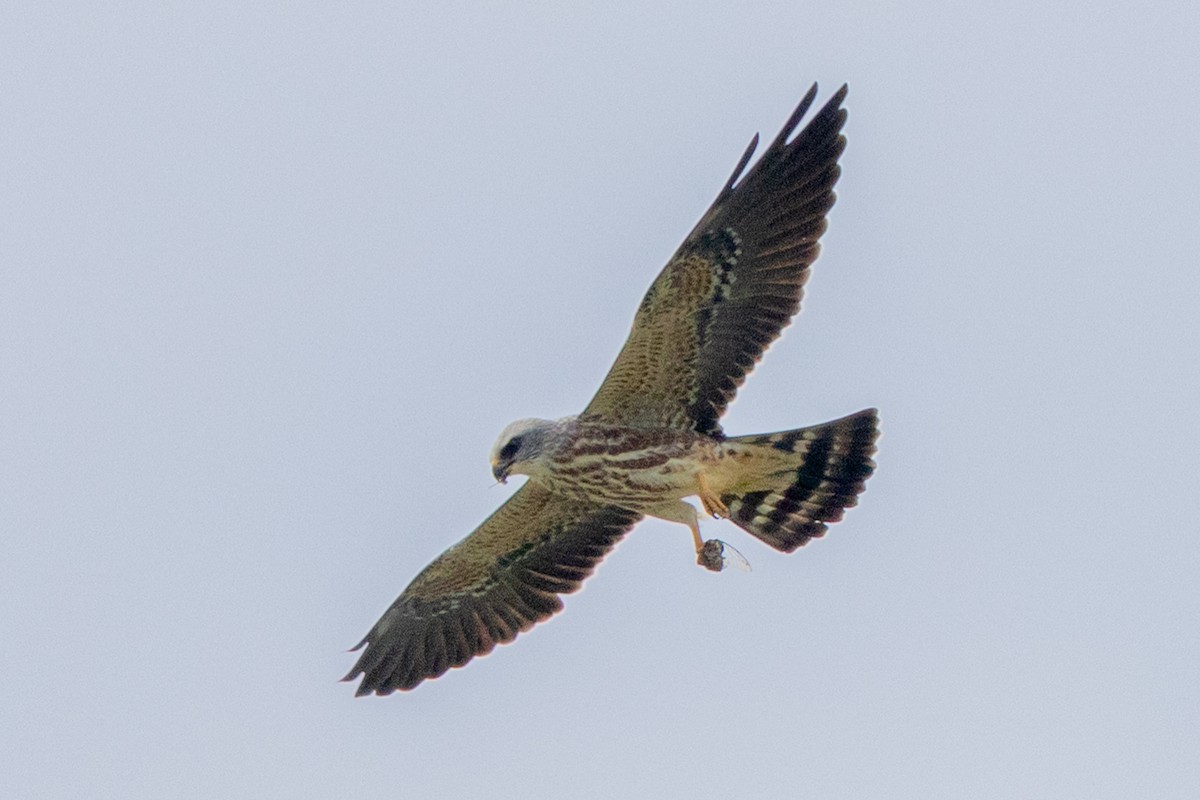 Mississippi Kite - ML640202207