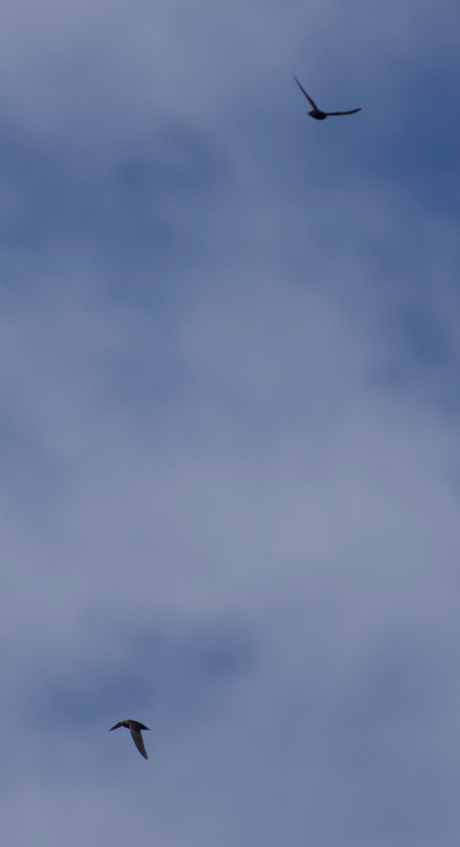 Black Swift - ML640202215