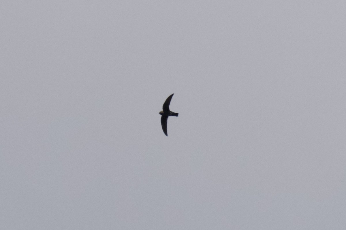 Black Swift - ML640202217