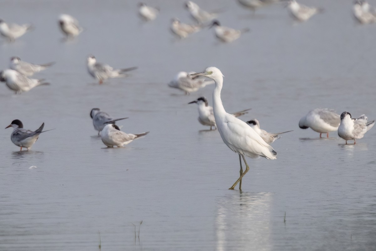 Little Blue Heron - ML640202252