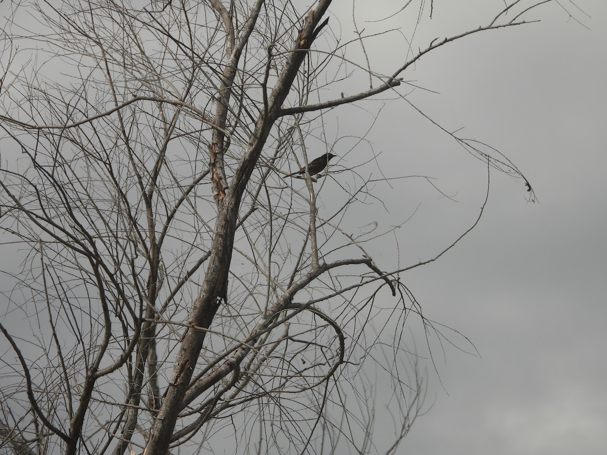 Oriole des vergers - ML640202316
