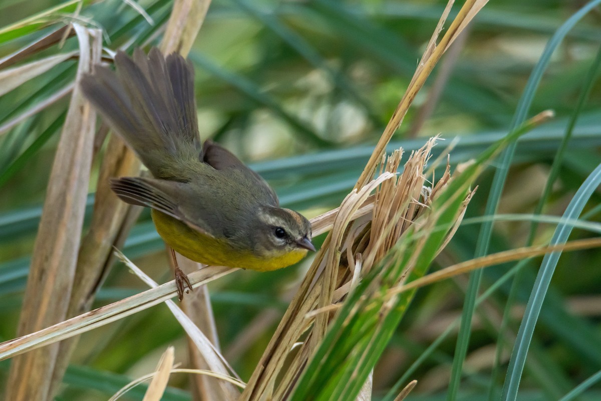 Golden-crowned Warbler - ML640202329