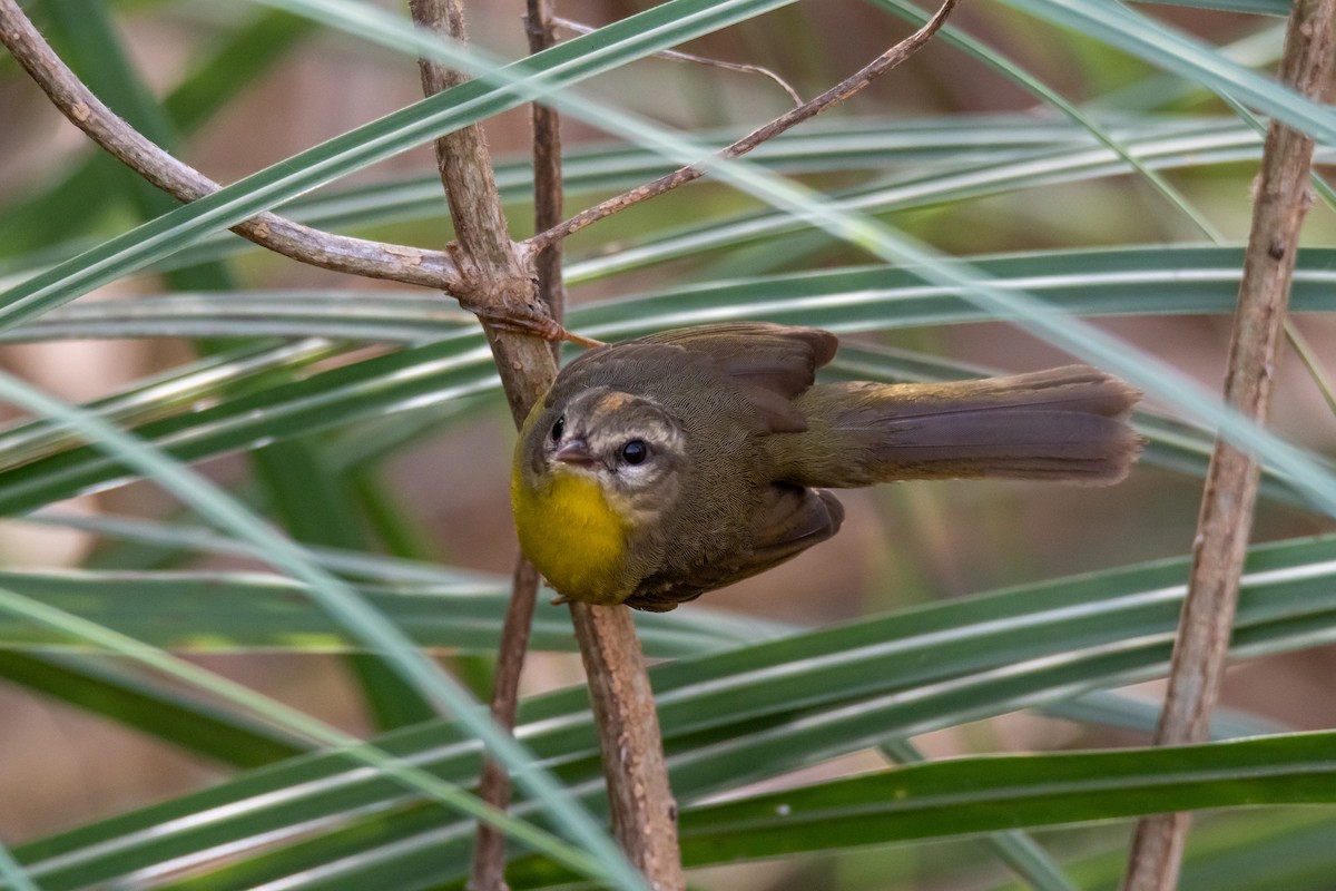 Golden-crowned Warbler - ML640202330