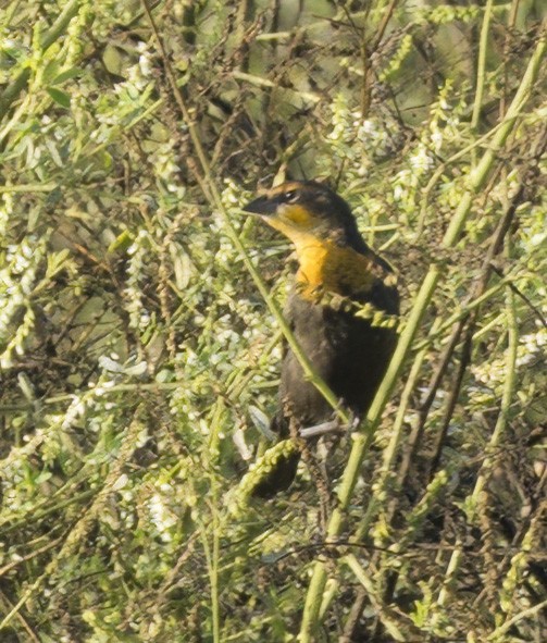 Yellow-headed Blackbird - ML640202439