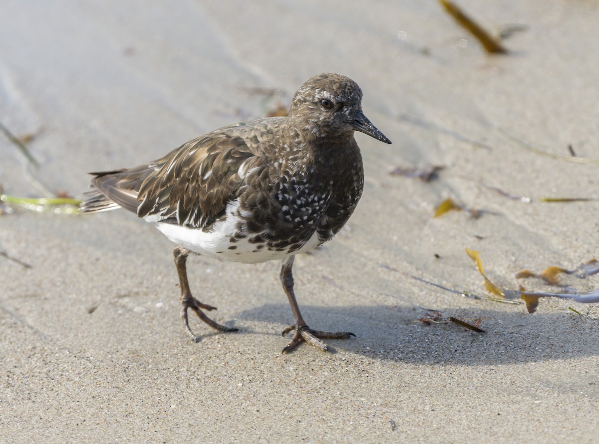 Black Turnstone - ML640202451
