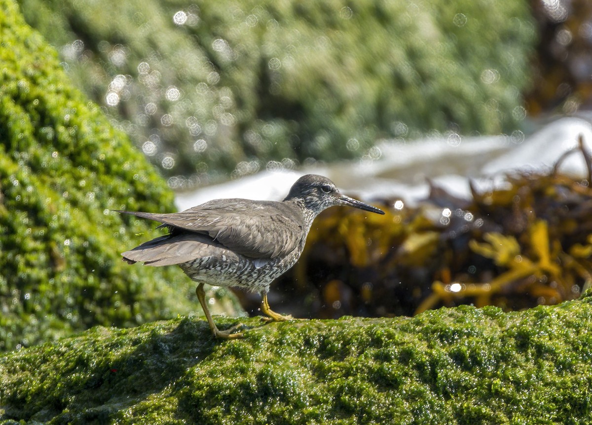 Wandering Tattler - ML640202457