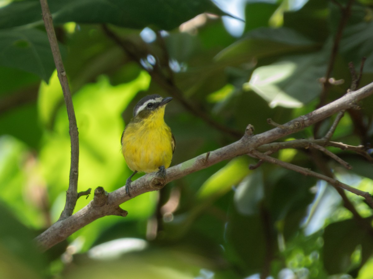 Yellow-bellied Tyrannulet - ML640202462