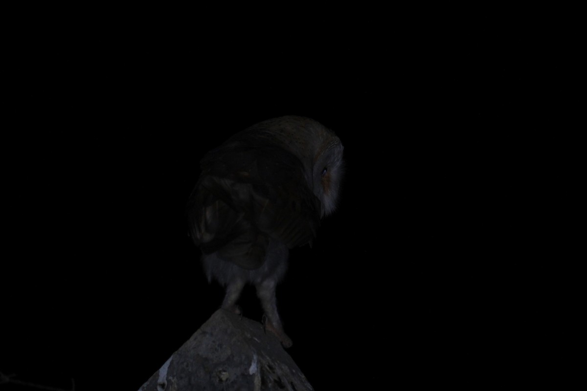 Western Barn Owl - ML640202472