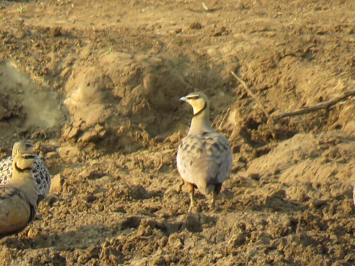 Yellow-throated Sandgrouse - ML640202503