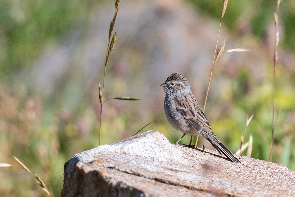 Brewer's Sparrow - ML640202516