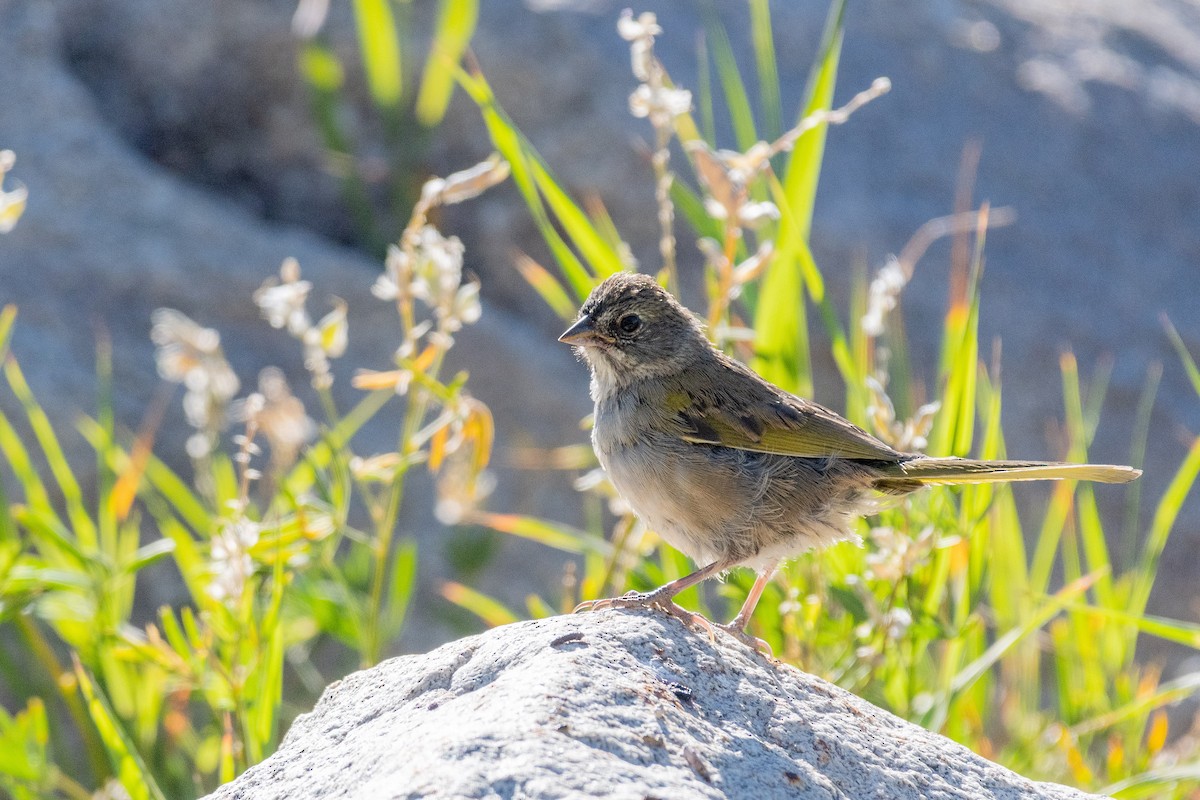 Green-tailed Towhee - ML640202520