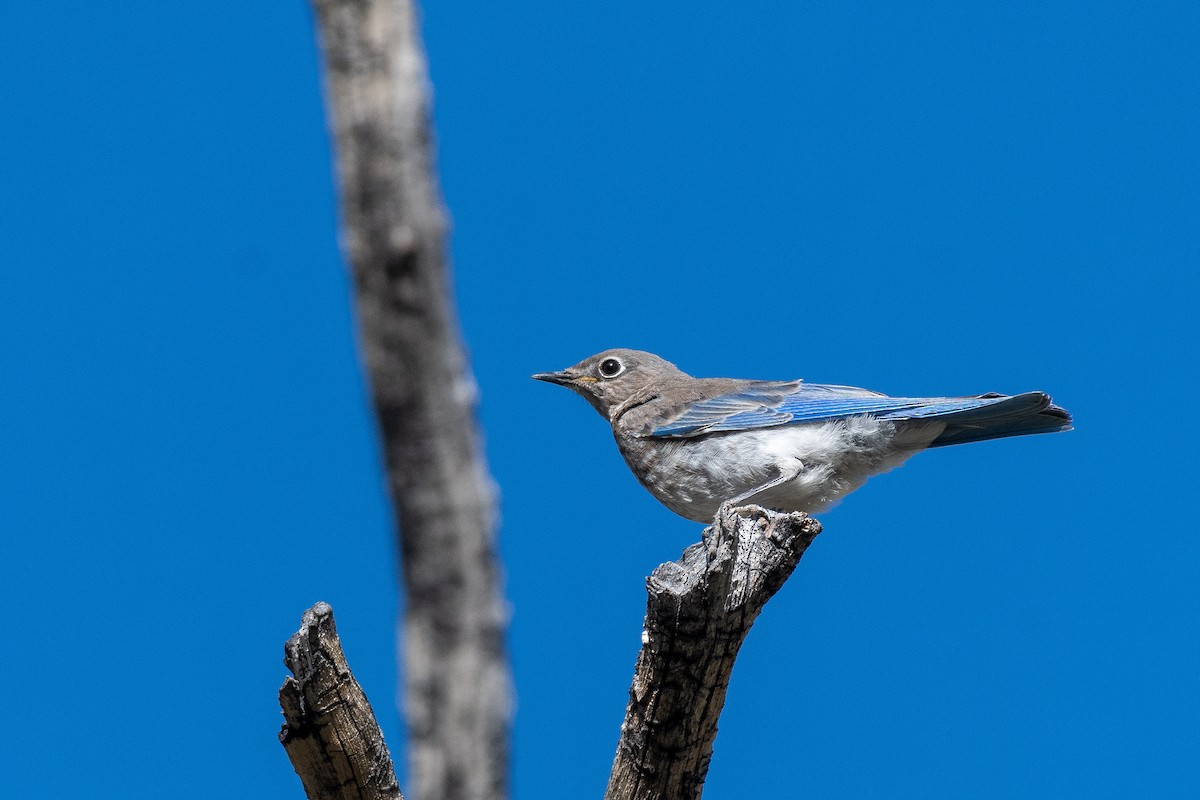 Mountain Bluebird - ML640202526