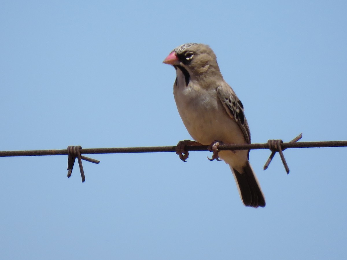 Scaly Weaver - ML640202565