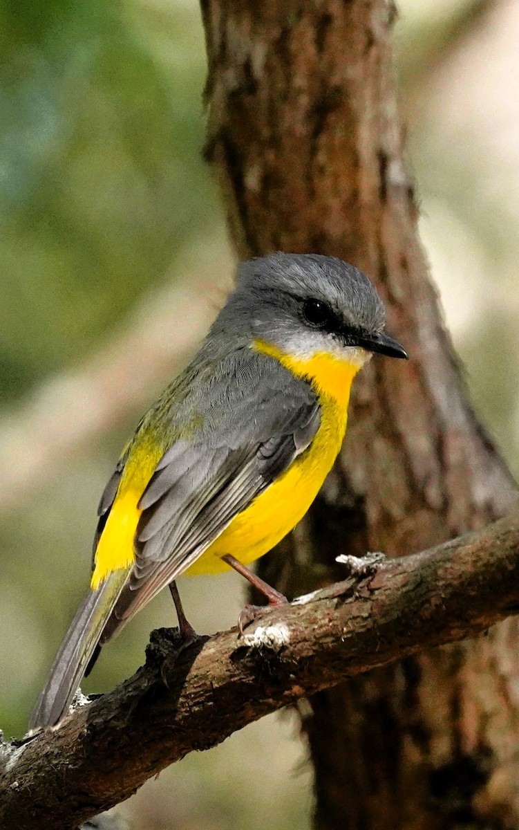 Eastern Yellow Robin - ML640202636